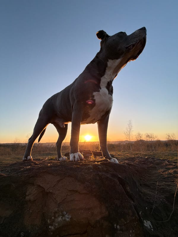 Dog photographed on rocks during sunset in Luxembourg