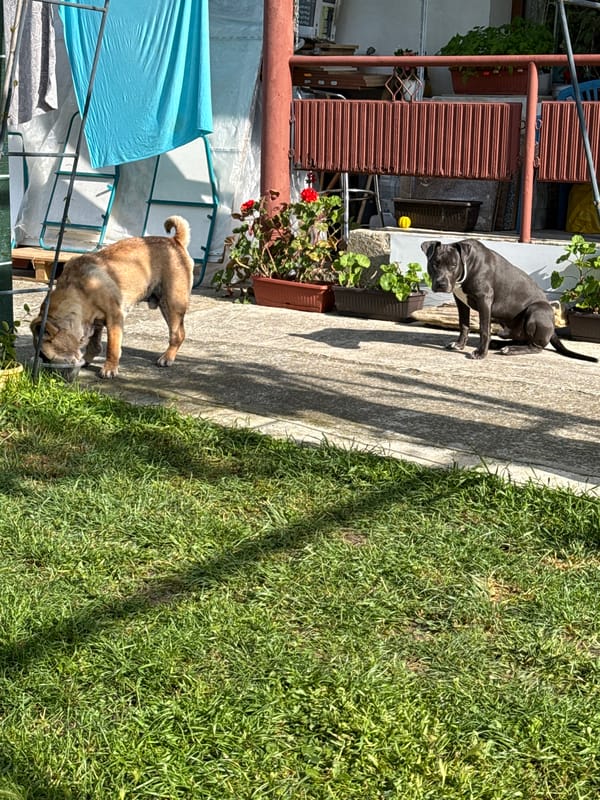 Two dogs spotted in outdoor area in Zornitsa, Bulgaria