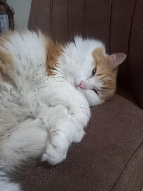 Cats lounging, napping, and eating at home in Novi Pazar