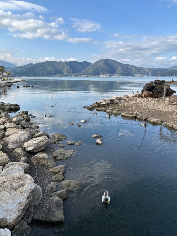 Morning coastal scenes captured in Fethiye, Turkey with waterfowl