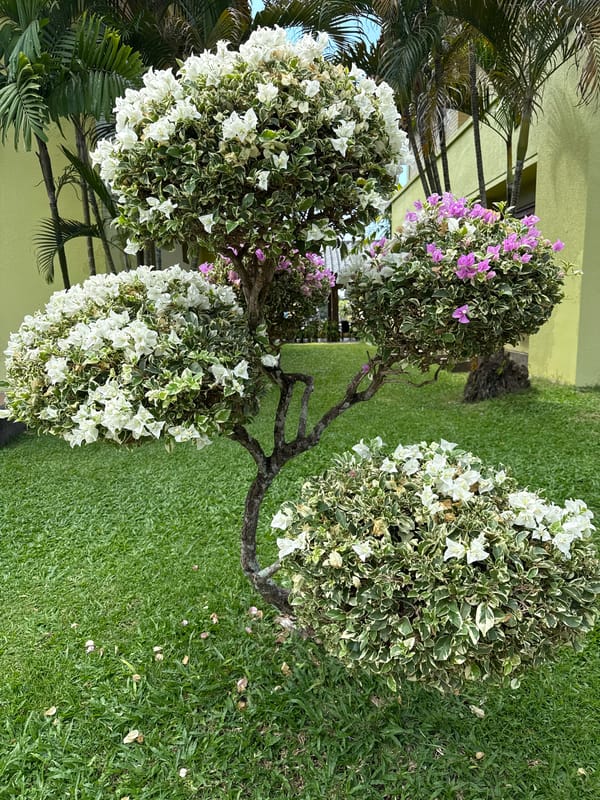 Early morning garden maintenance documented in Kuta Selatan resort