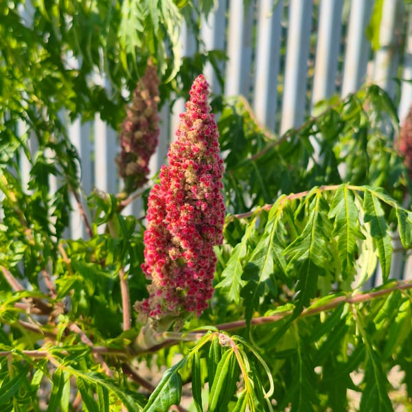 Summer garden in full bloom, bees and all