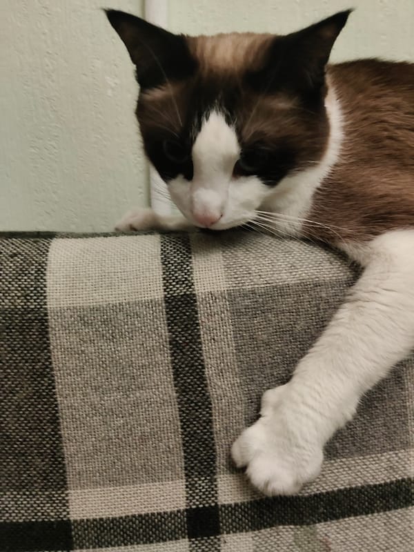Cat rests on plaid surface in Saint Petersburg