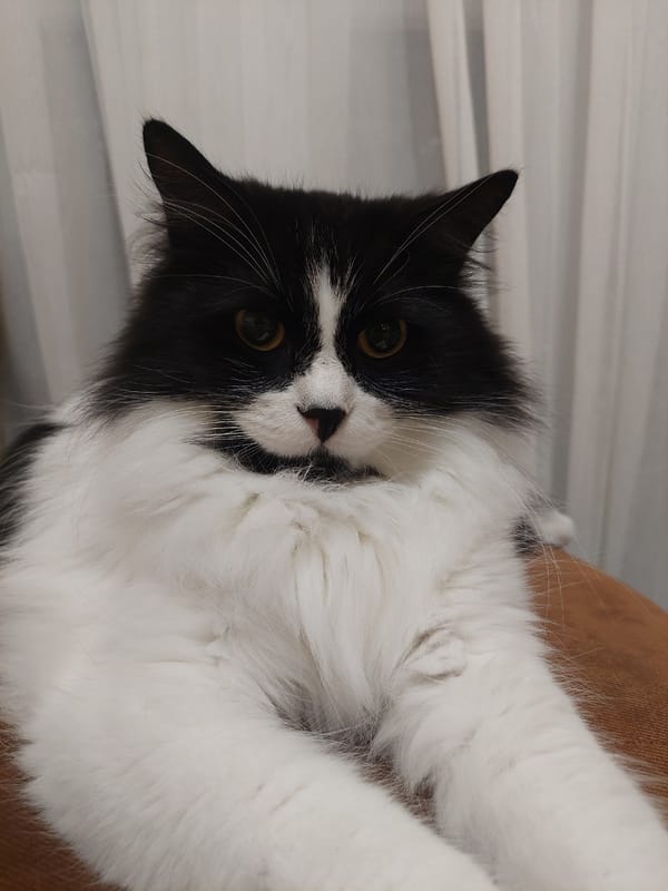 Black and white cat photographed resting in Plovdiv home
