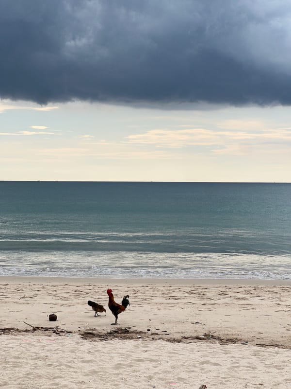 Beach scenes with chickens, beachgoer, stormy weather documented