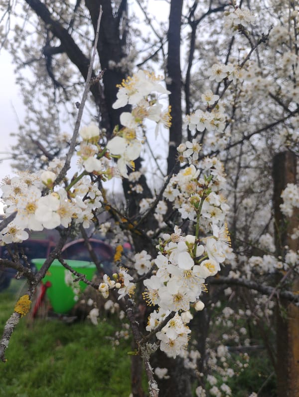 Spring day scenes captured in rural Trakiya, Bulgaria