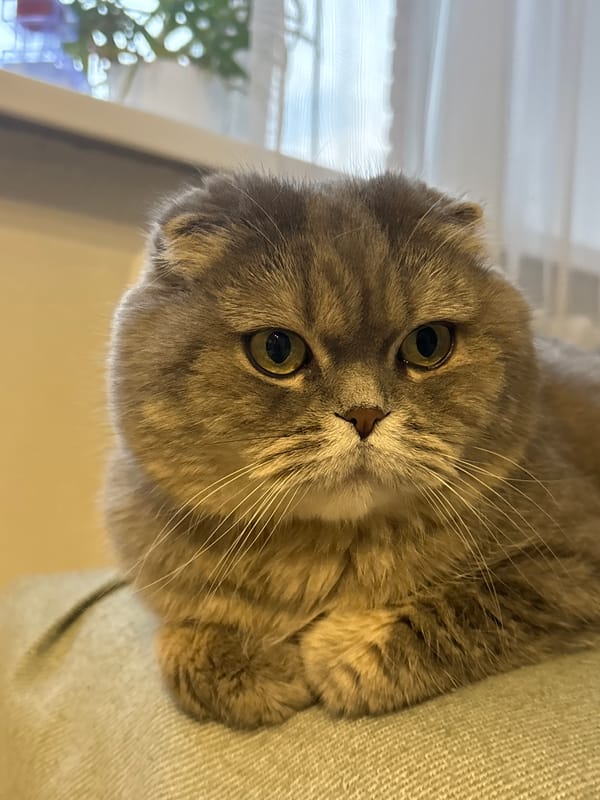Cat photos and casual moments captured in Chaikovsky, Russia