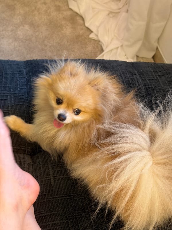 Barcelona couch time with a Pomeranian, plus some street architecture