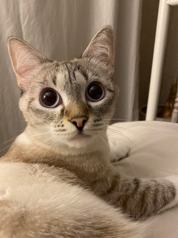 Cat photographed in close-up view in Yekaterinburg