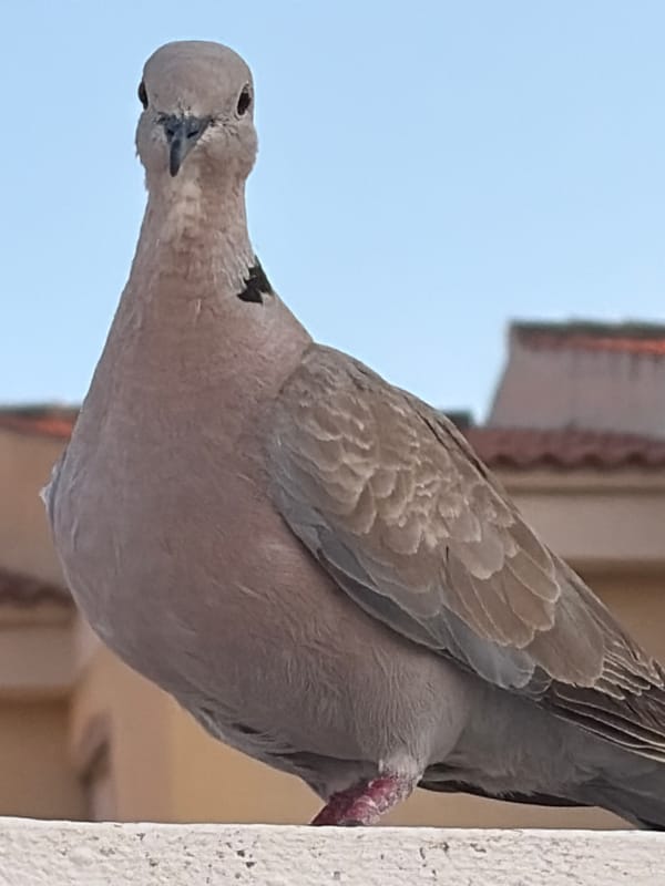Doves, parrots, and a cat — everyday wildlife in Torrevieja