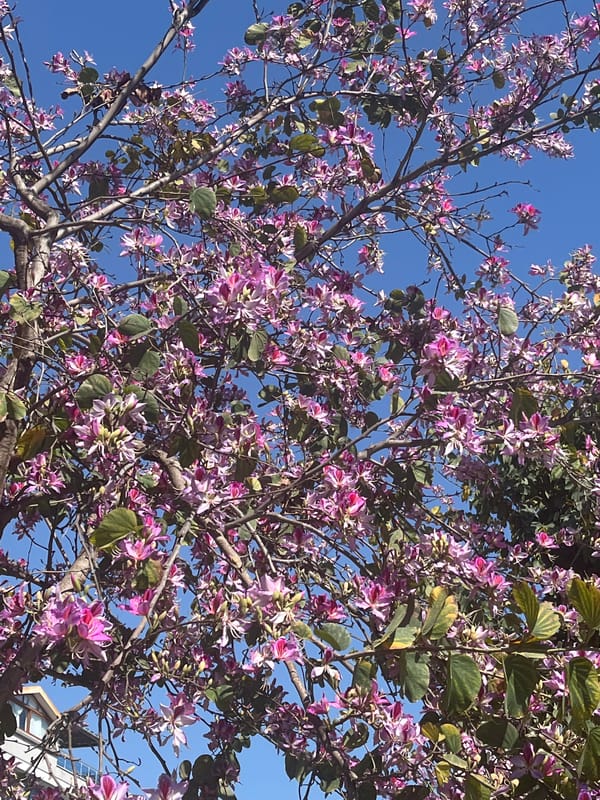 Spring blooms observed in Alanya, Turkey