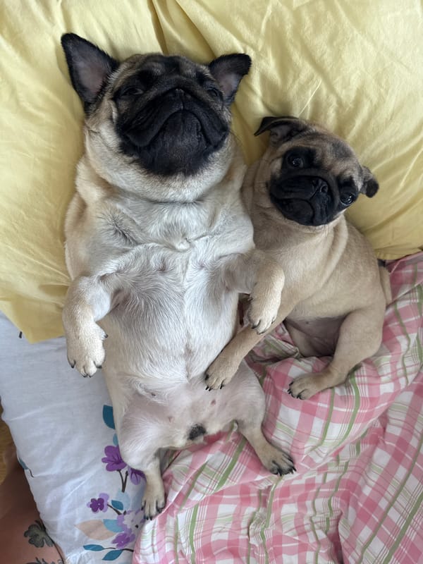 Pugs sleeping peacefully on beds captured in morning hours