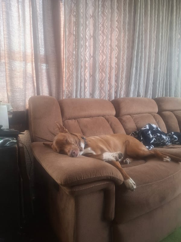 Tan dog sleeps on recliner in Naucalpan home