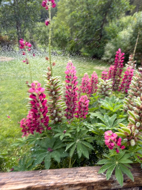 Garden flowers and alpine roads in Chamonix on a summer afternoon