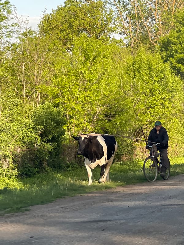 Cyclist guides cow along rural road in Kozivka, Ukraine