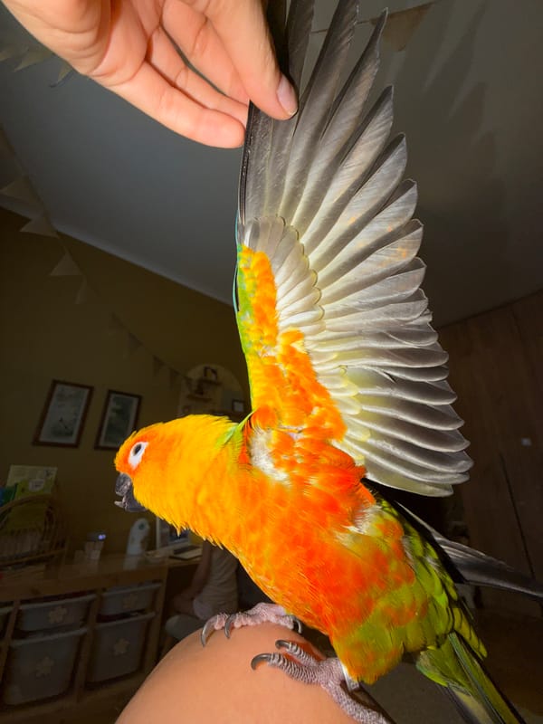 Sun Conure parrot interactions at home in Khimki