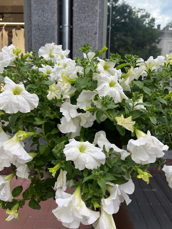 Park visit with amusement rides, flowers, and scenic views