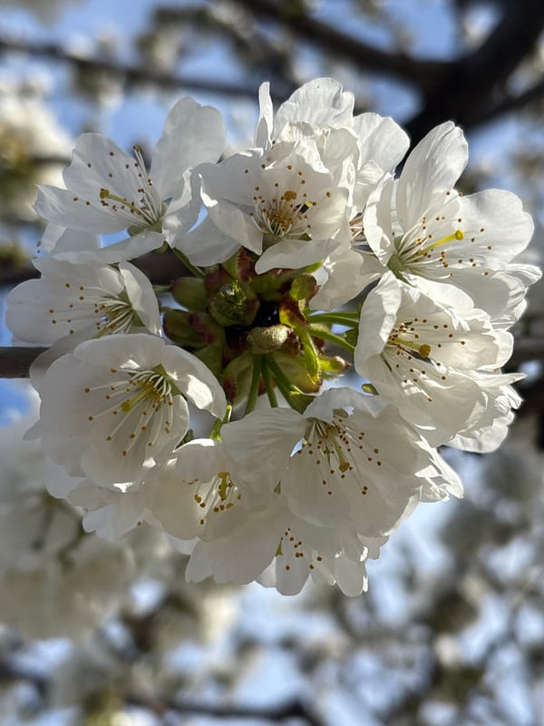 White fruit tree blossoms photographed in Priseltsi, Bulgaria