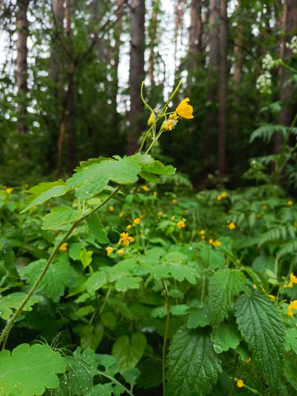 Early morning outdoor activities documented near Chaikovsky, Russia