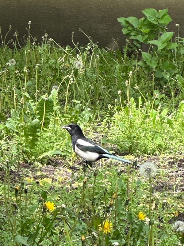 Spring morning nature walk documented across Stavropol, Russia