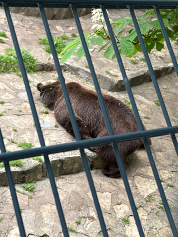 Brown bear spotted in enclosure at Stara Zagora Zoo