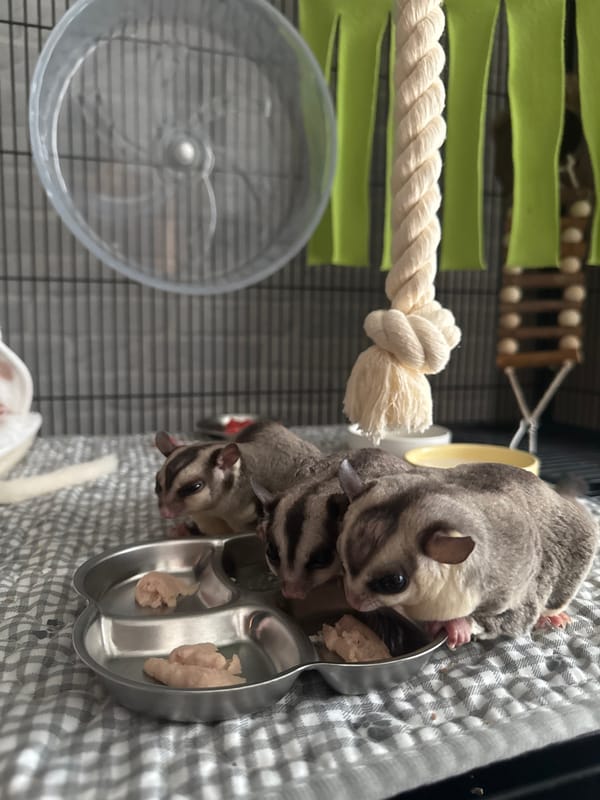 Sugar gliders feeding time captured in Bangkok enclosure