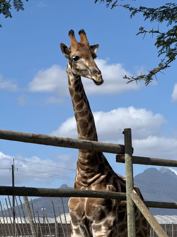 Visitor hand-feeds giraffe at Stellenbosch wildlife facility