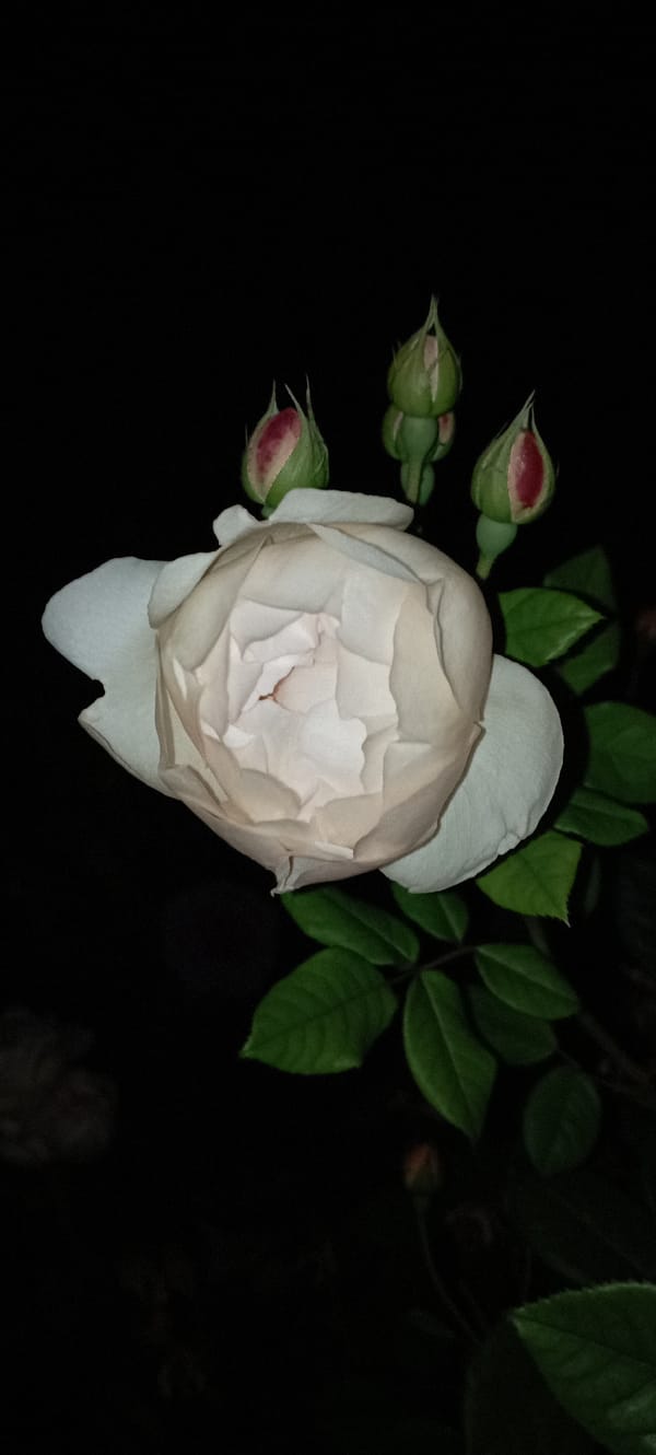 Roses, orchids, and a cat — quiet evening macro photography in Radisne