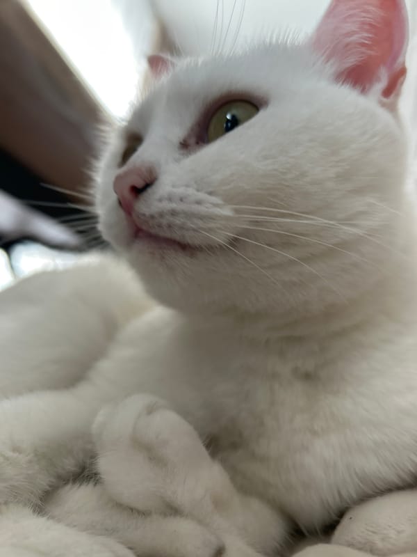 Quiet morning moments with white cat in Chaikovsky homes