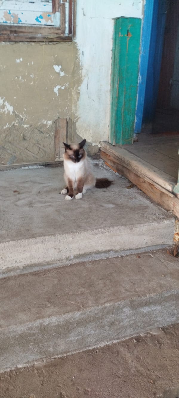 Lazy summer morning with pets in rural Yaroslavskaya