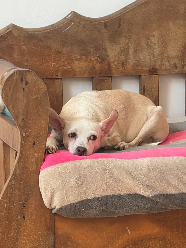 Small dogs captured in casual moments across Ciudad Guayana