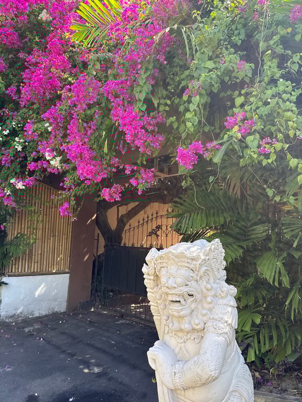 Morning scenes captured in Denpasar garden area