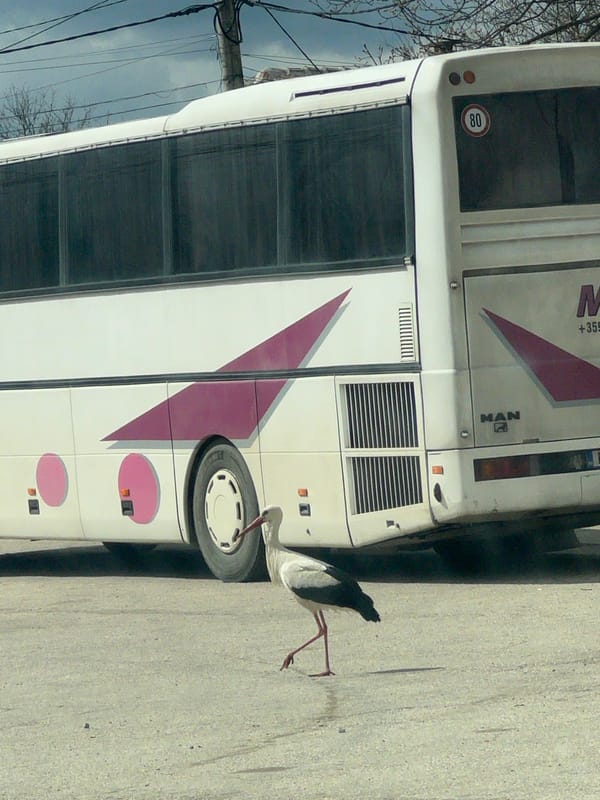 Stork spotted near parked bus in Bulgarian village