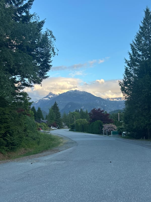 Early morning dog play session on Canadian mountain road
