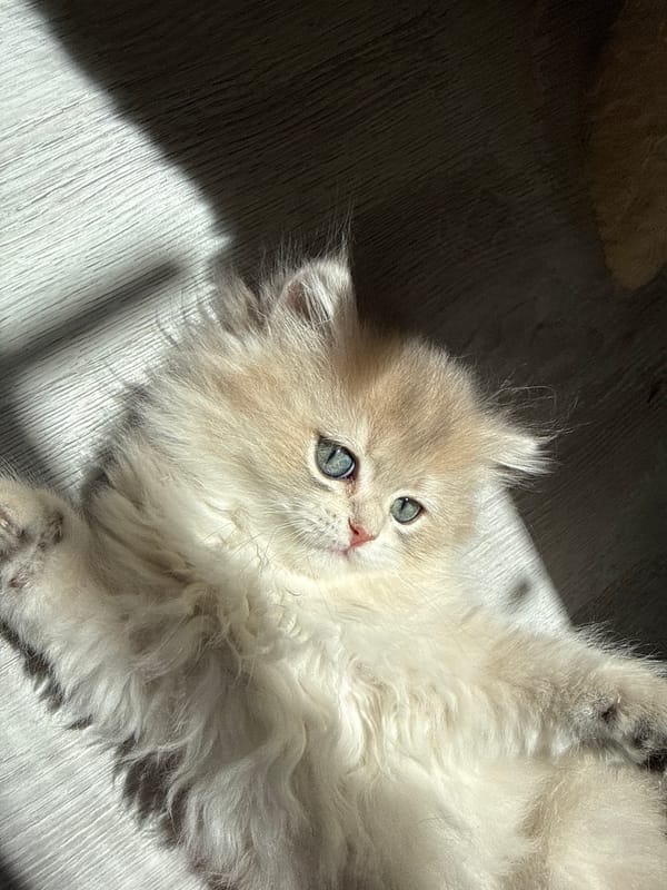 Fluffy kittens photographed resting in Bulgarian home
