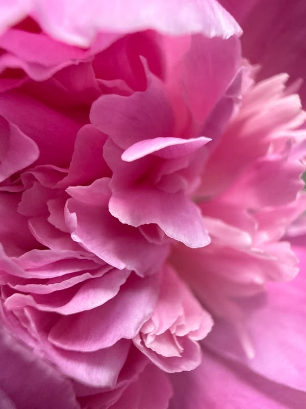 Spring morning in Chaikovsky: peonies bloom, toddler plays