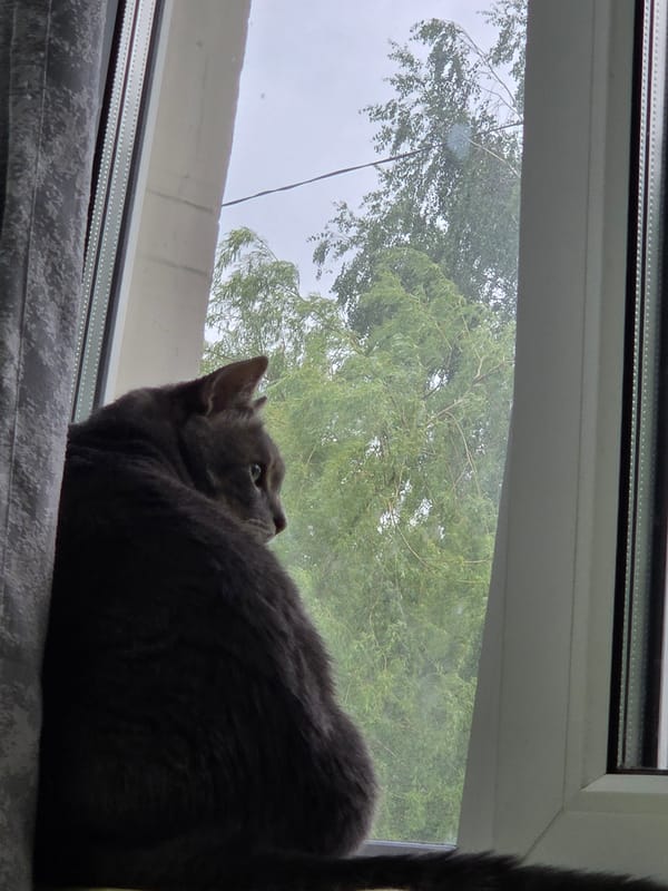 Gray cat observed in quiet domestic setting over 44 minutes