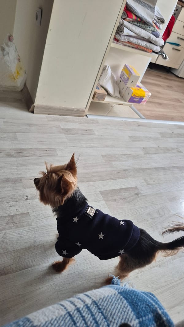 Storks nest on Burgas rooftop, dog spotted nearby