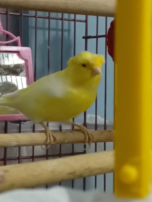 Quiet afternoon at home in Alanya: birds, dolls, and TV