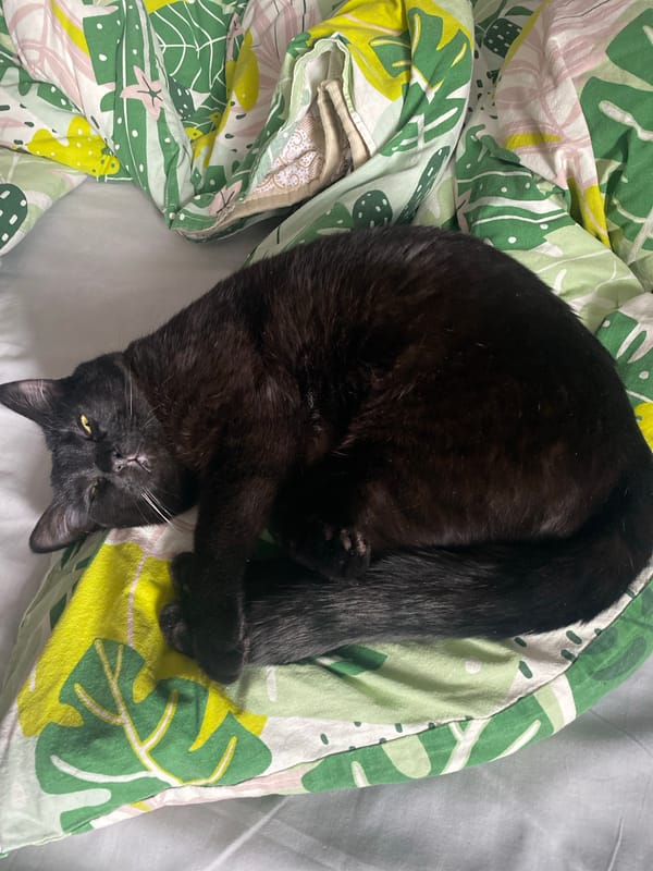 Woman documents morning moments with black cat in Izhevsk