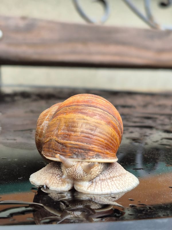Macro photography session focused on snails in damp outdoor settings