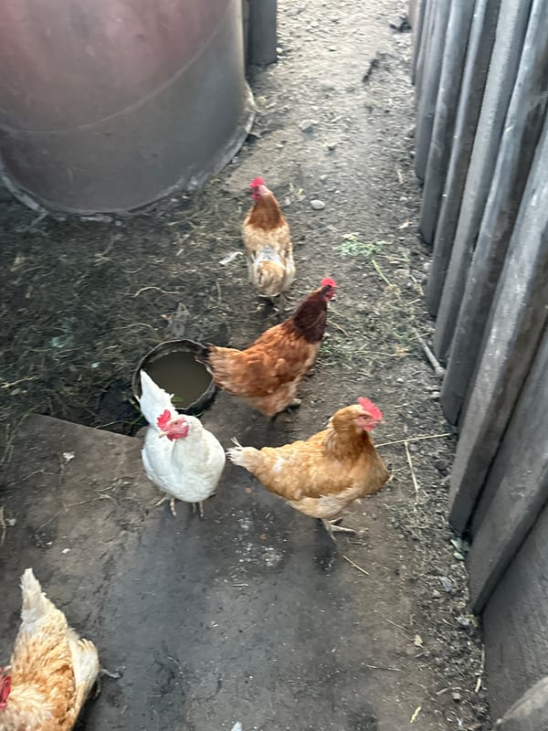 Chickens, a chained dog, and daisies on a Russian farmstead