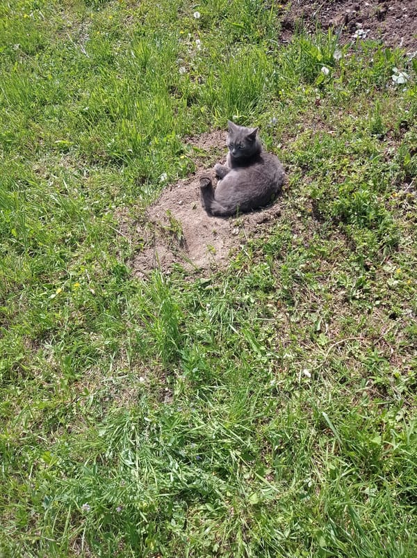 Gray cat spotted resting and window-watching in Degtyarsk, Russia