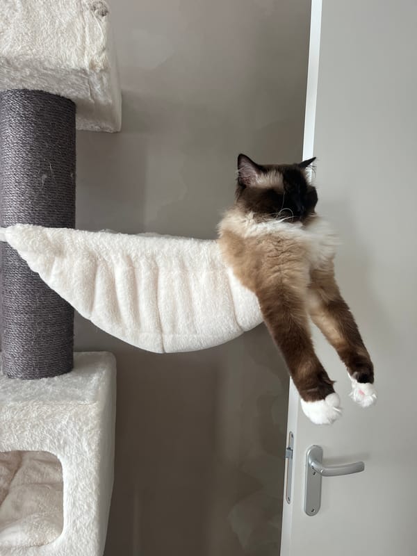 Ragdoll cat relaxing on hammock attached to cat tree