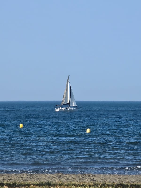 Sailboat, parrots, and a chihuahua — a Málaga morning