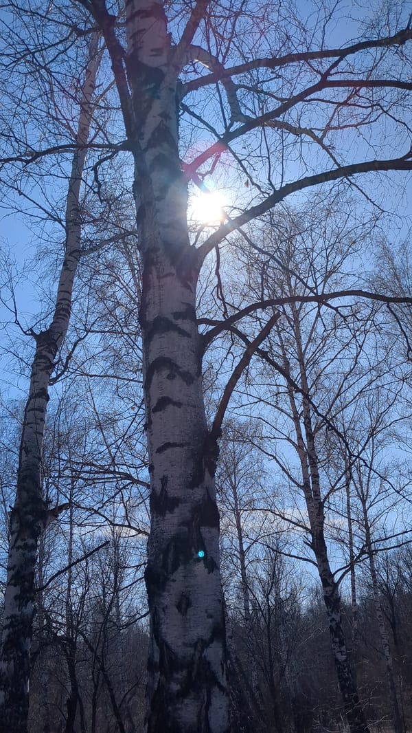 Spring walking tour documented through Ulyanovsk parks and groves