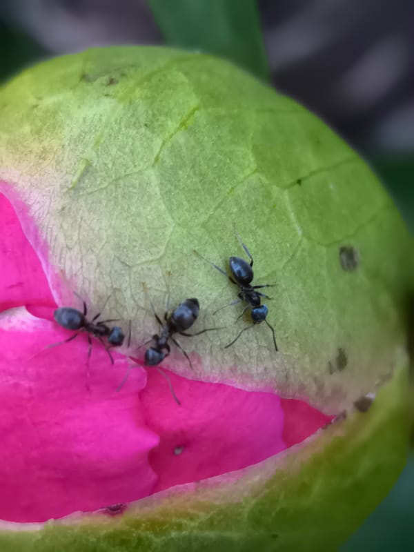 Spring garden wildlife and blooms documented in Alkmaar