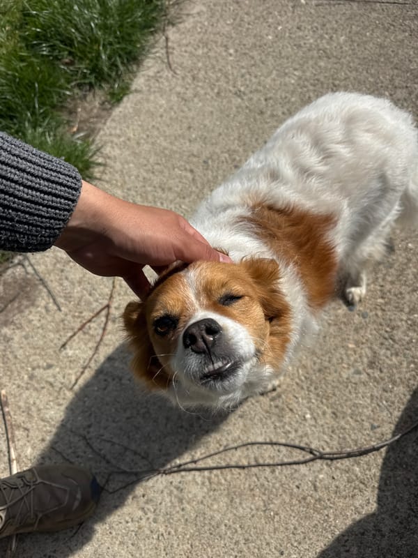 Dog receives gentle attention on concrete surface in Bulgaria