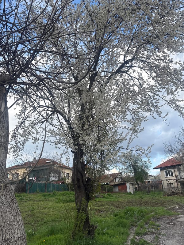 Spring blooms and storm clouds observed in Strazhitsa, Bulgaria