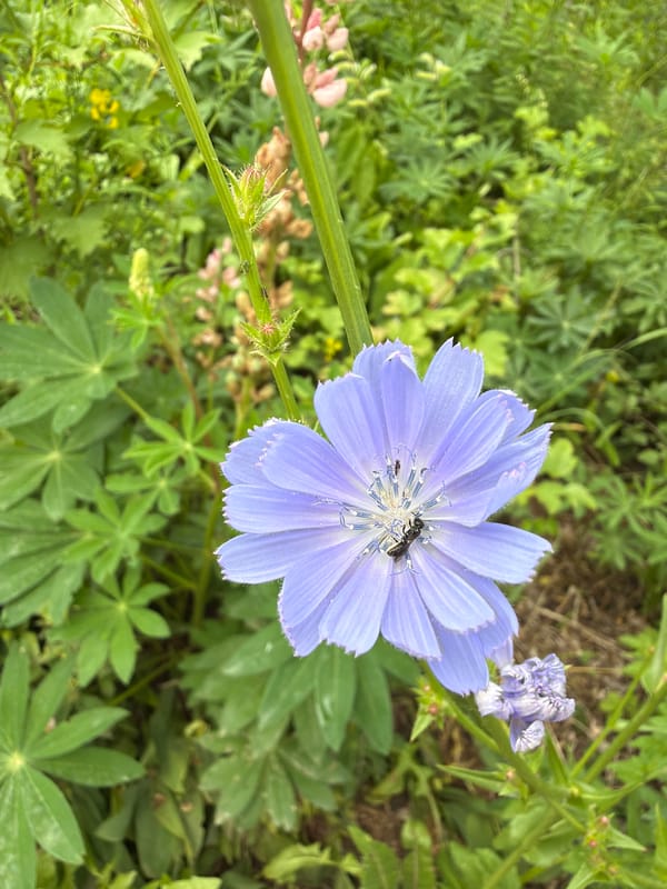 Summer garden in Petukhi: flowers, apples, and ripening berries